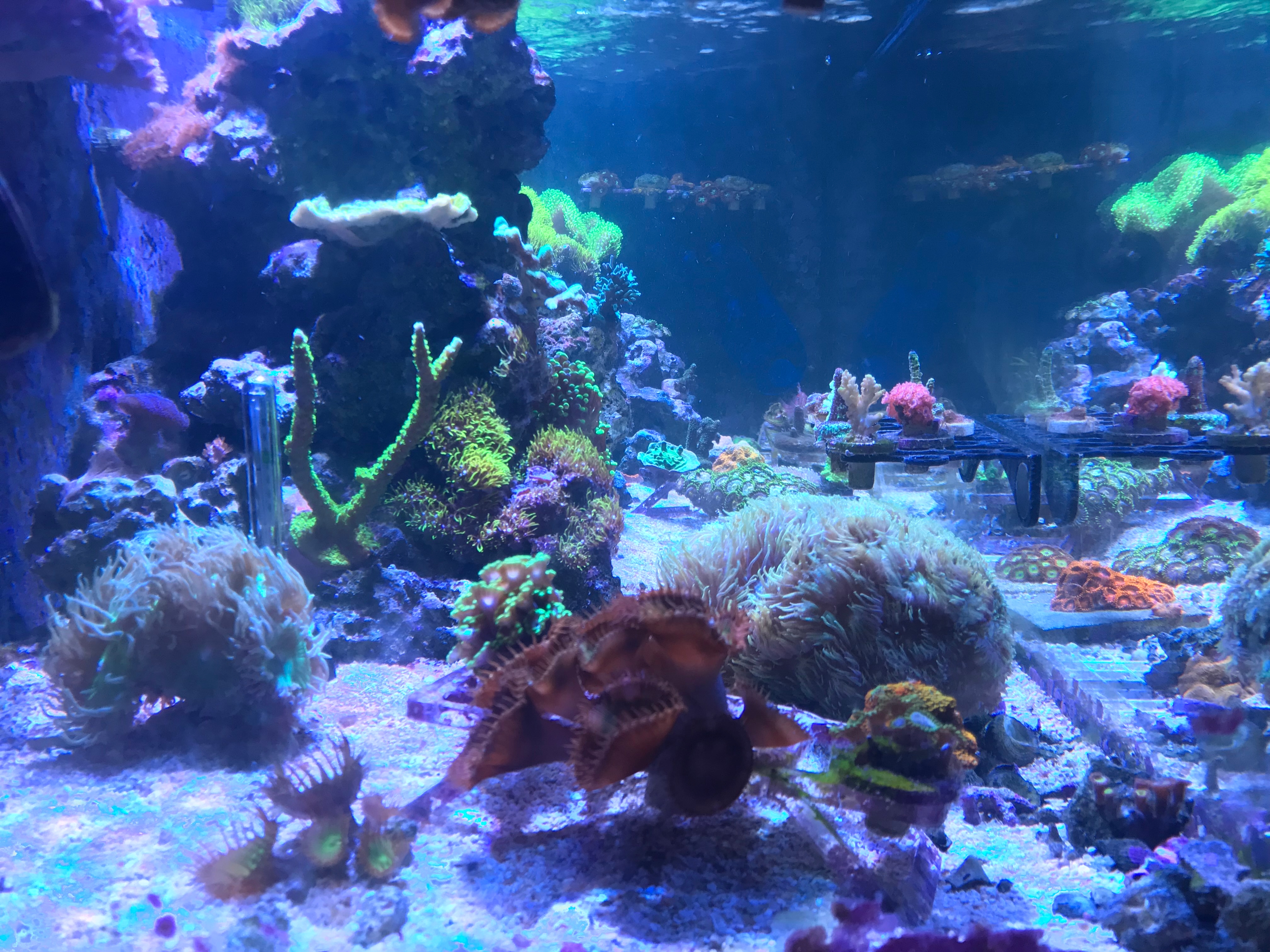 My first reef tank