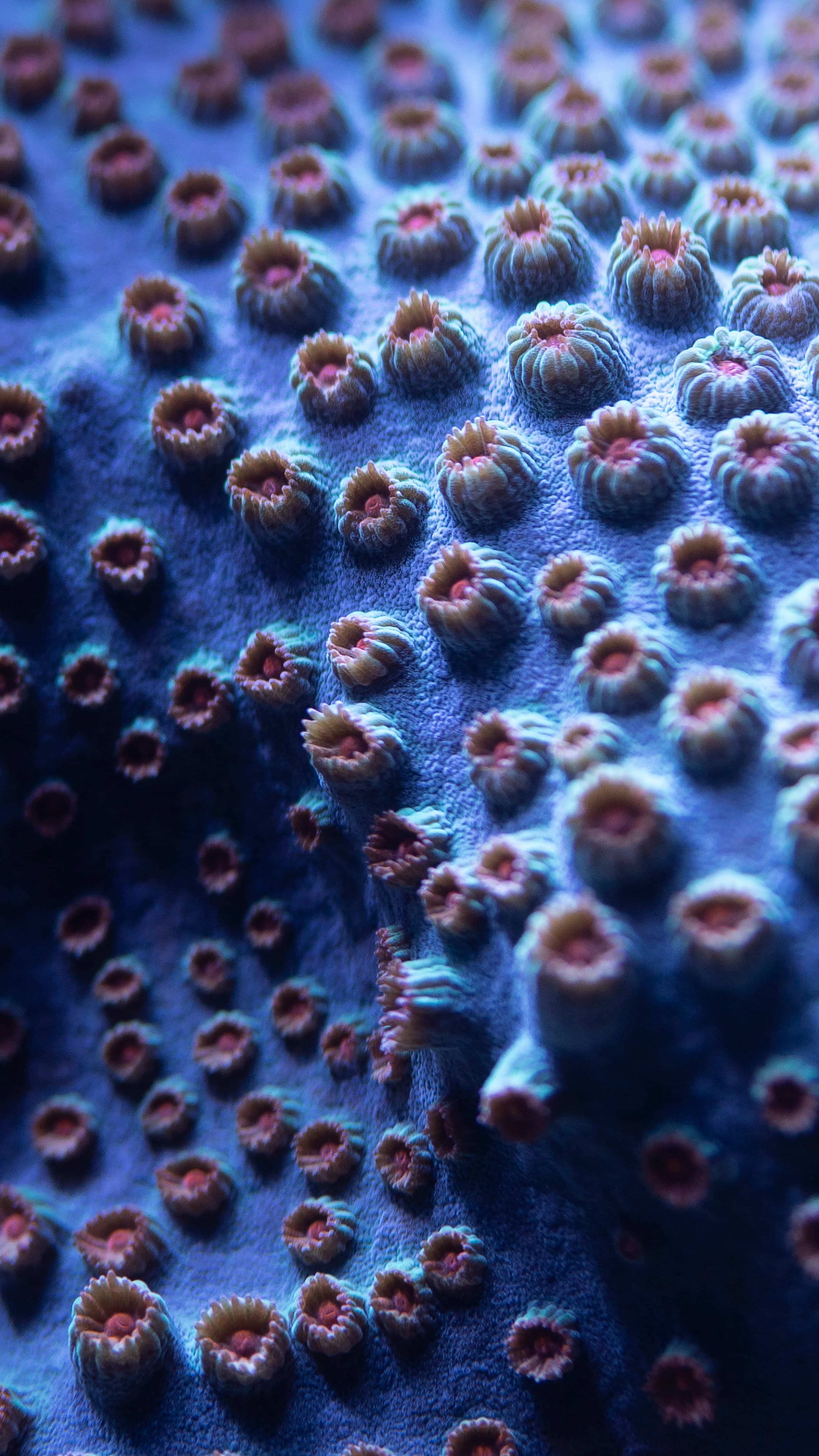 Vibrant coral reef community