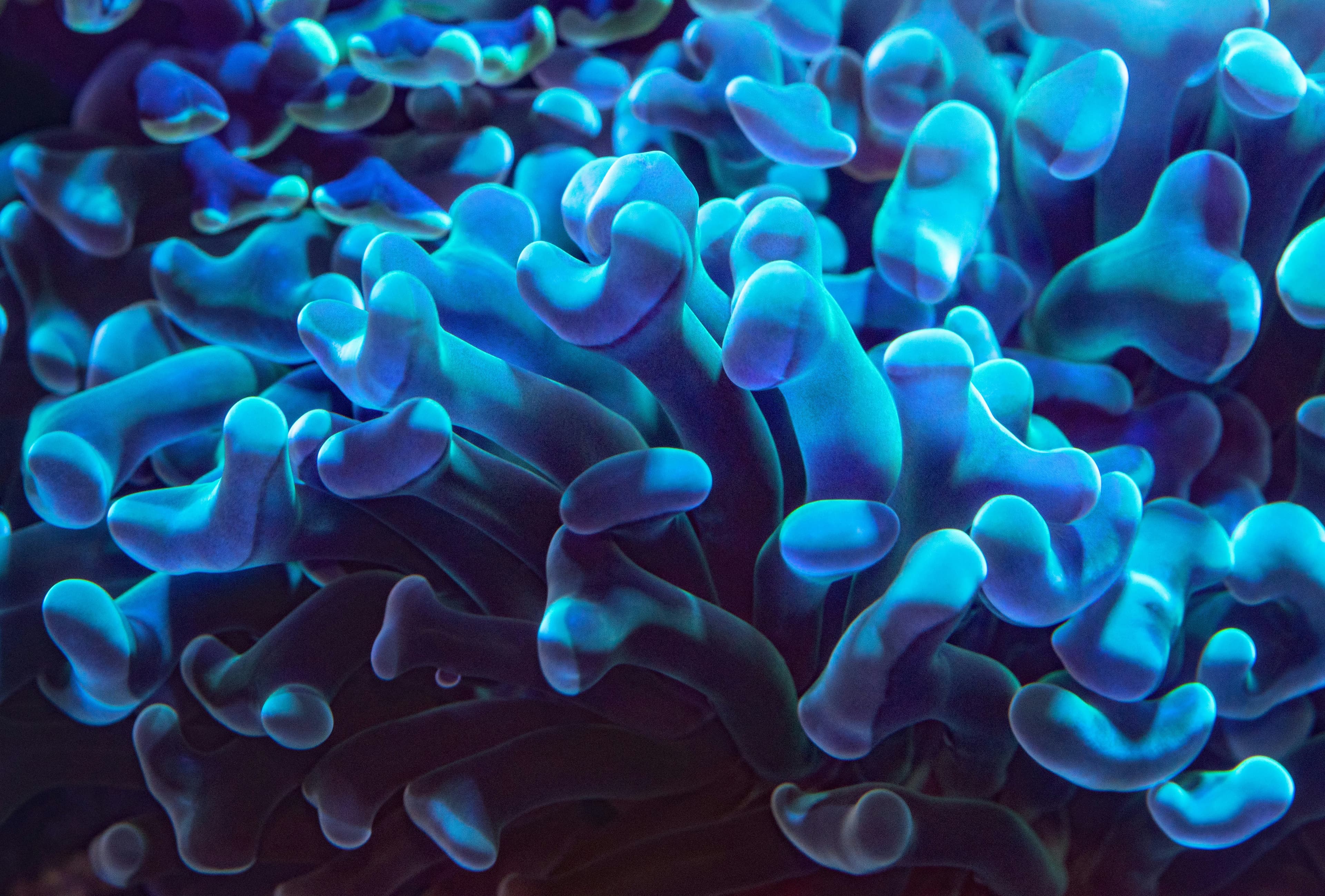 Growing coral reef ecosystem