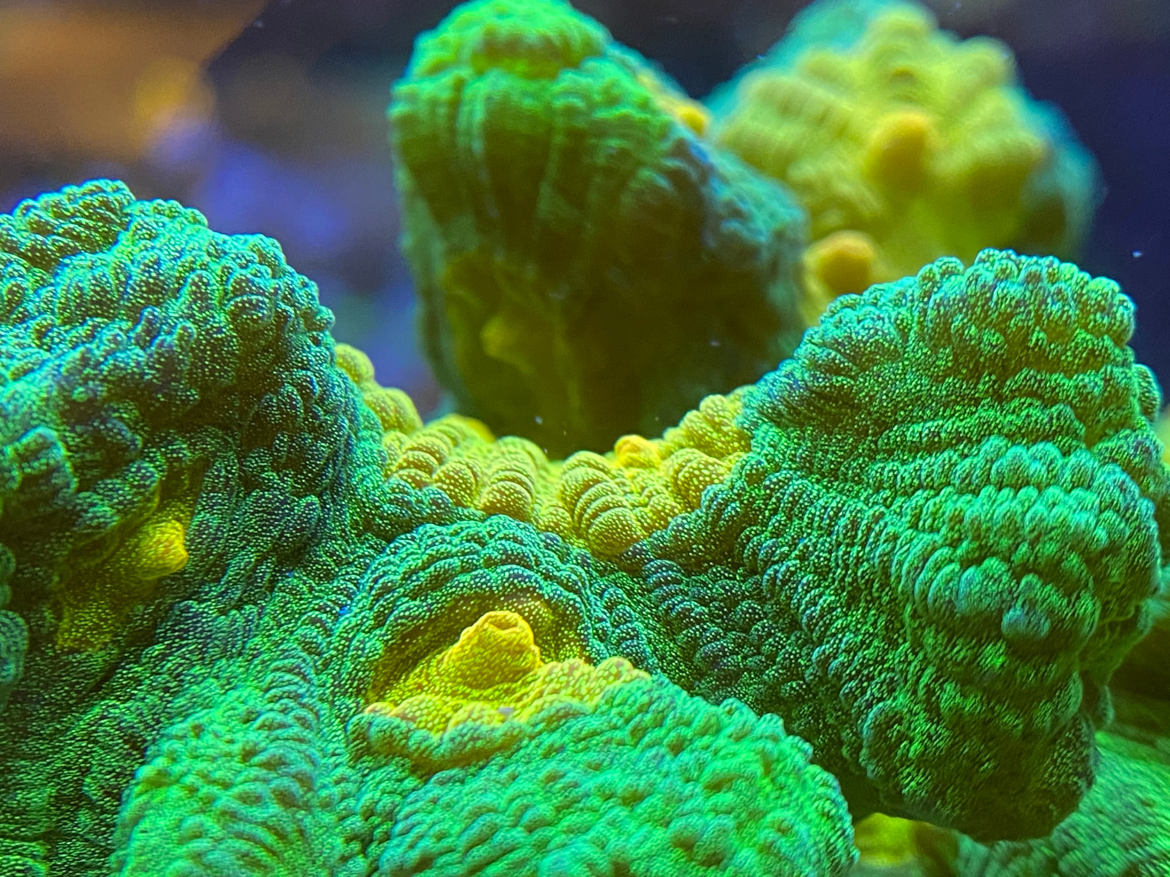 The Name Game: Coral Naming Chaos