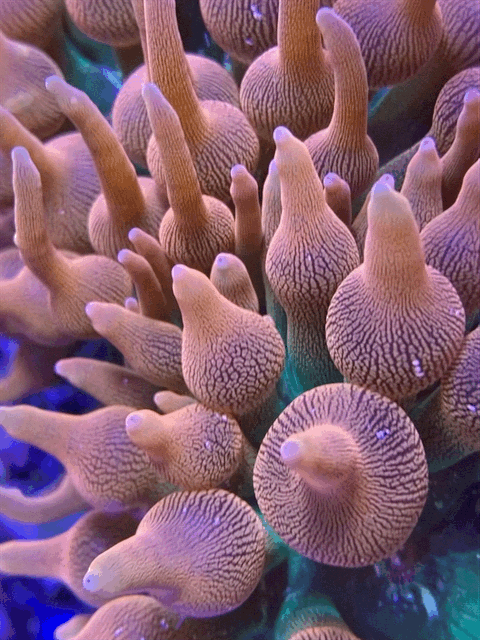 Flowing anemone tentacles