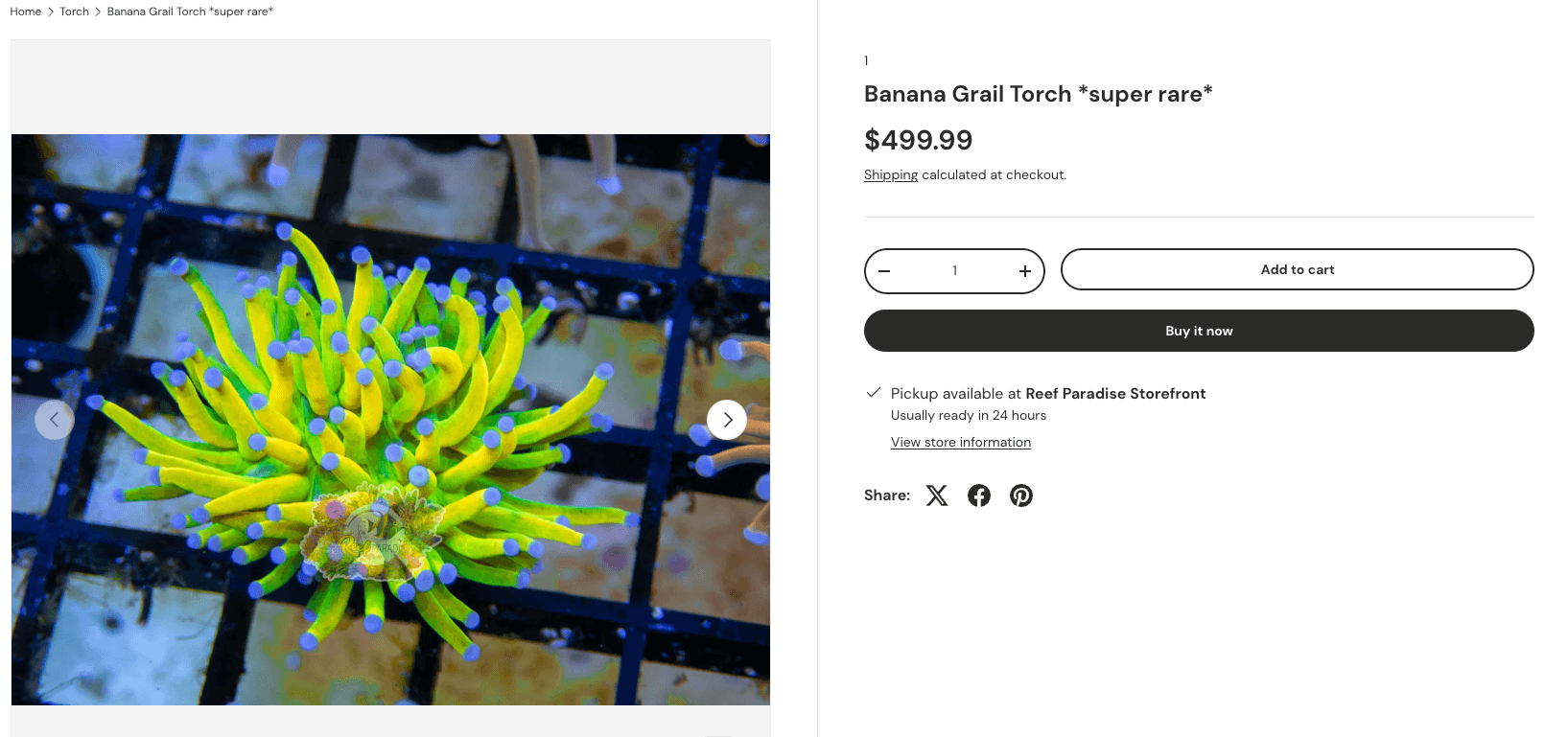Banana Grail Torch - same coral marketed as 'super rare'