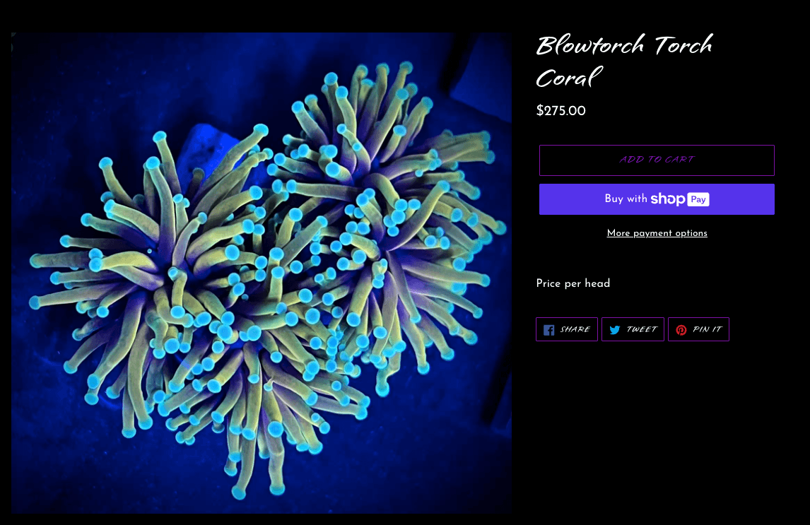 Blowtorch Torch Coral - generic listing