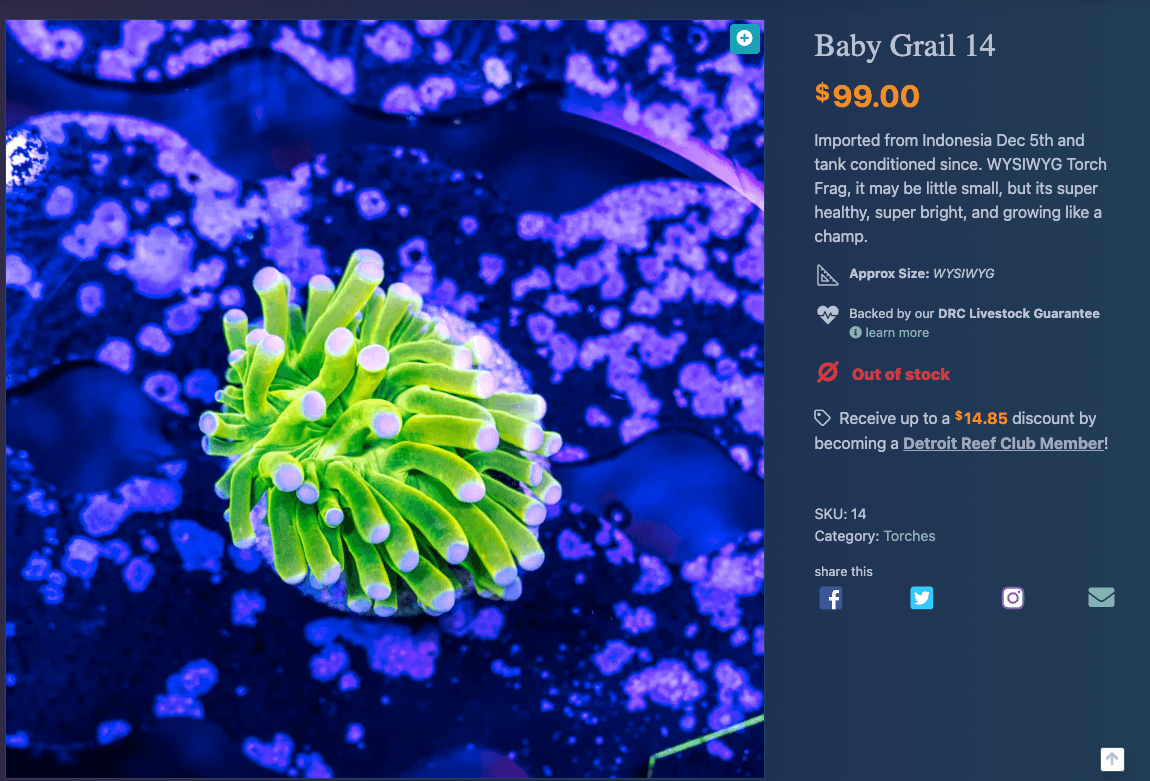 DRC Baby Grail Torch - with catalog number