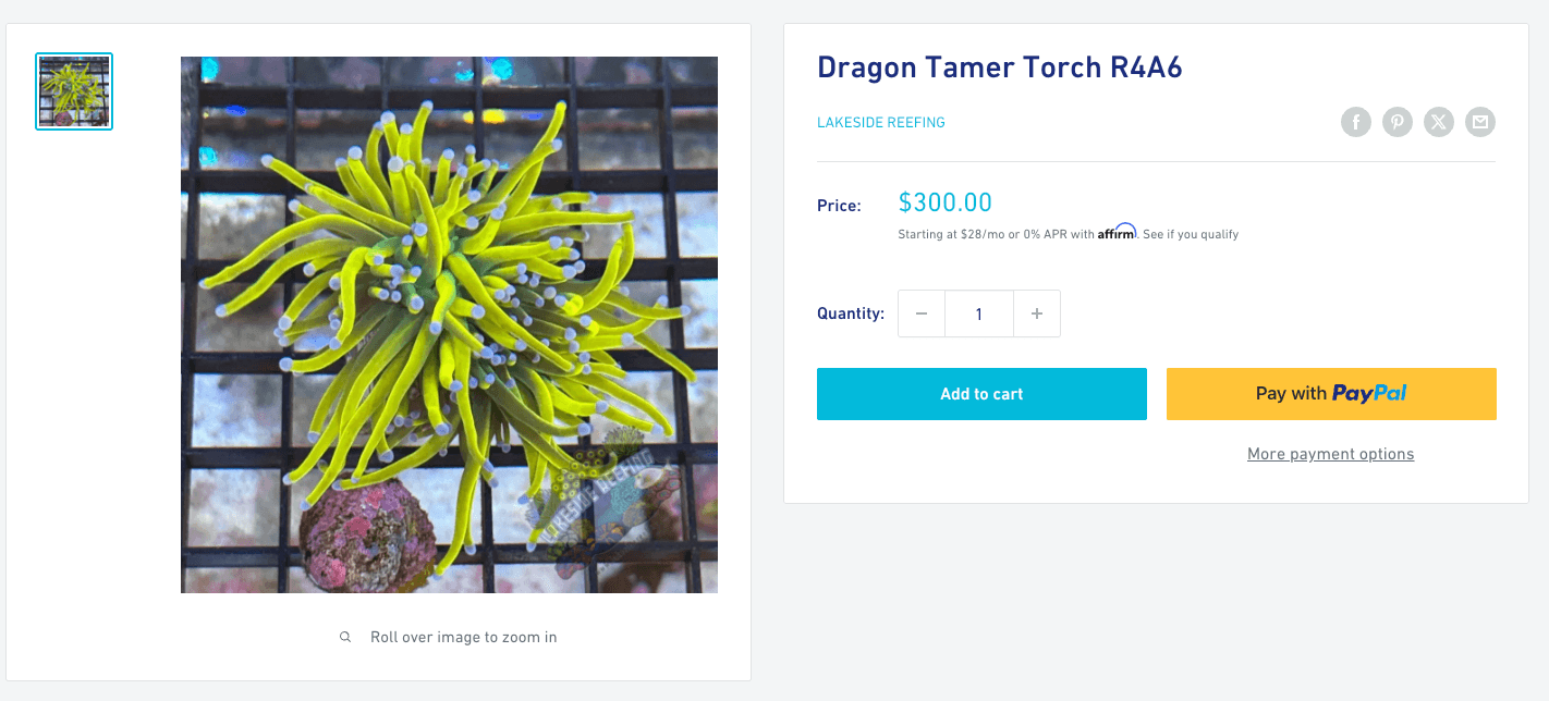 Dragon Tamer Torch - same coral with inventory code