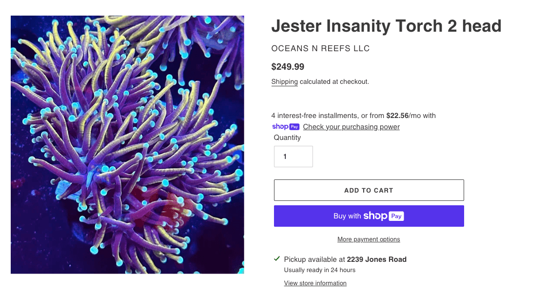 Jester Insanity Torch - same basic variety with 'Insanity' premium modifier