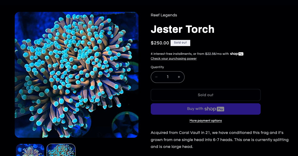 Jester Torch - same basic coral type without 'Gold' premium name