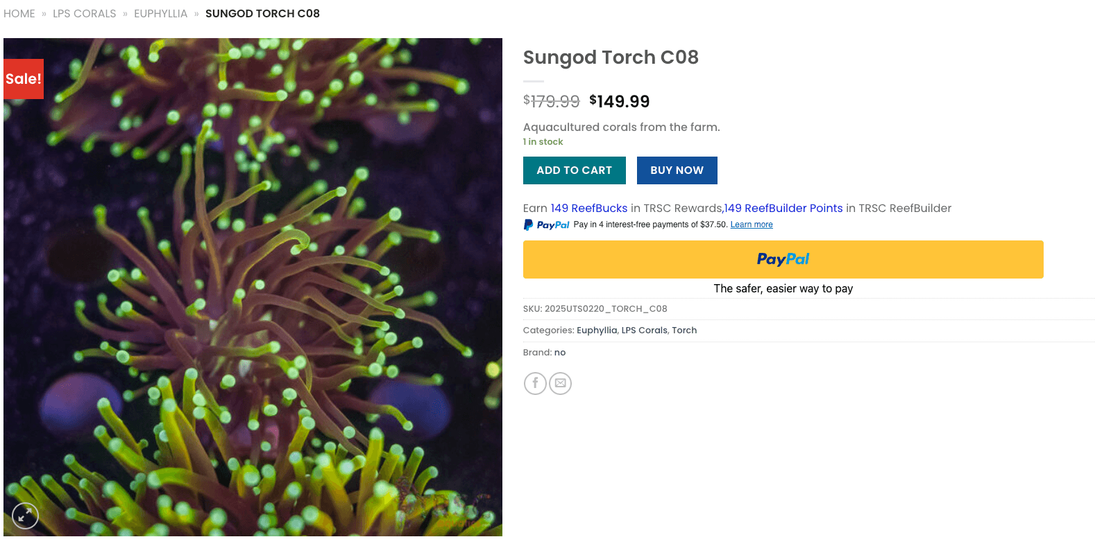 Sungod Torch - same coral, no hyphen, with inventory code