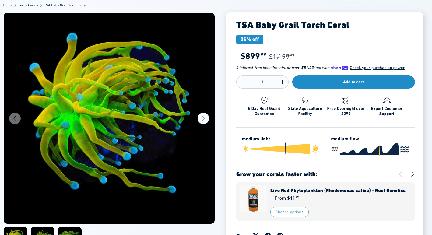 TSA Baby Grail Torch - same coral, different vendor prefix