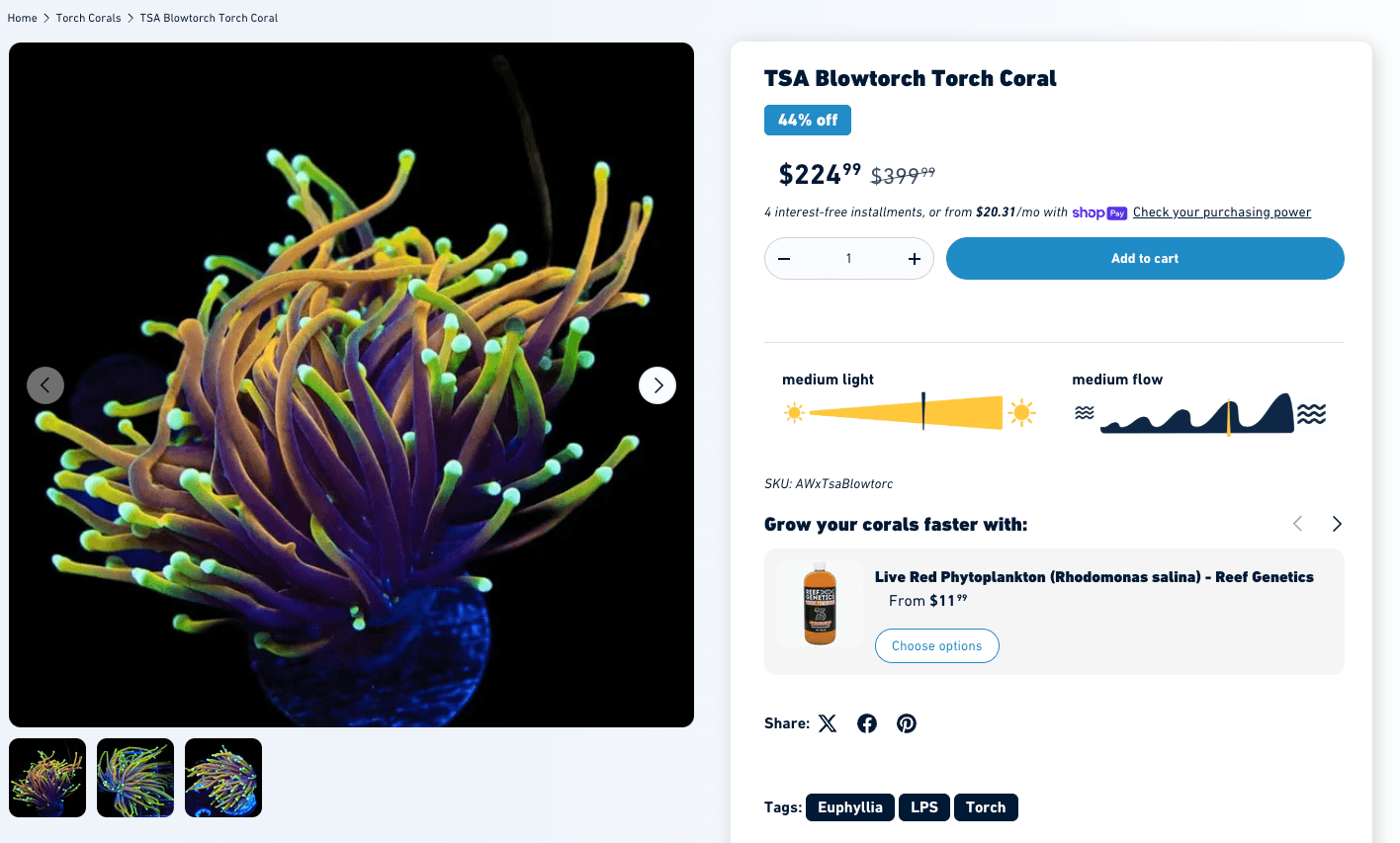 TSA Blowtorch Torch Coral - same coral, vendor prefix added