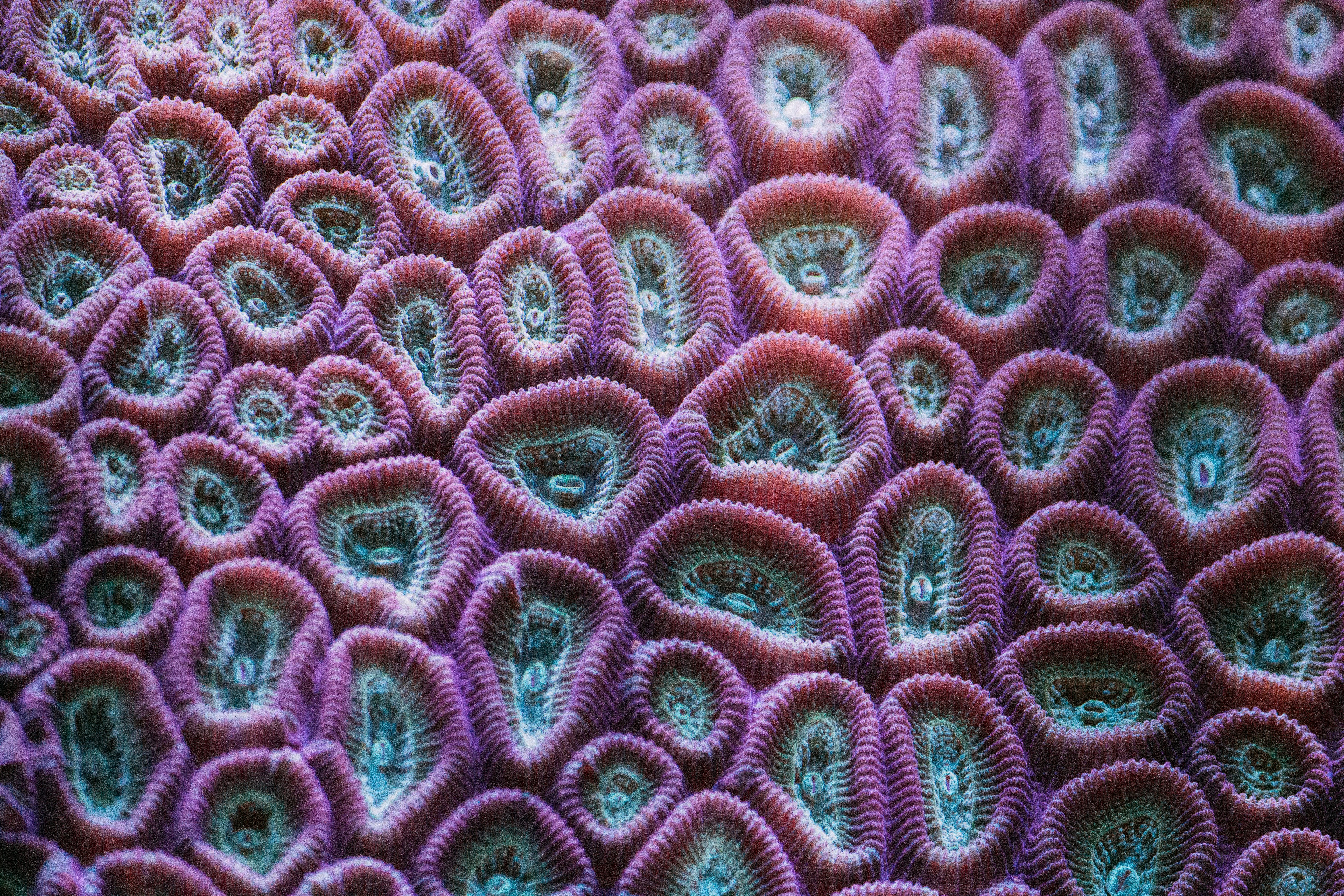Coral Heaven